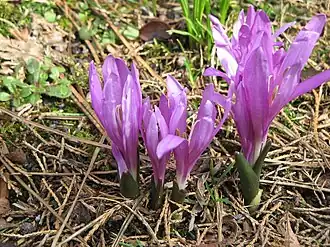 Colchicum bulbocodium