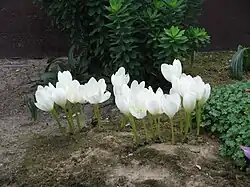 C. speciosum 'Album'