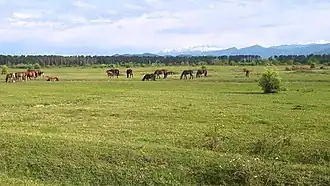 Colchis Laagland in Choni