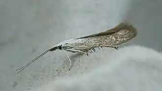 Witte wilgenkokermot