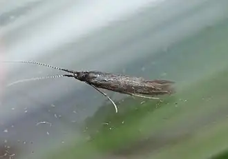 Zwarte weidekokermot