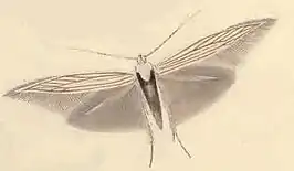 Coleophora auricella