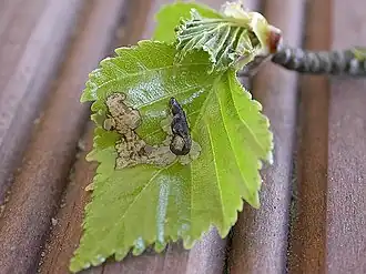 Witte berkenkokermot