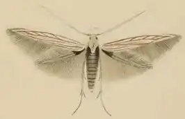 Coleophora chamaedriella