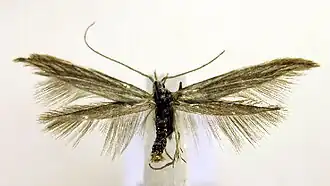 Heelblaadjeskokermot