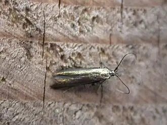 Coleophora frischella