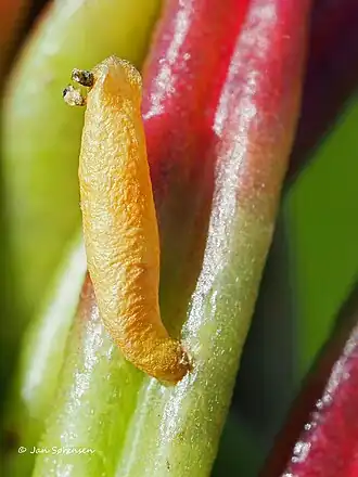Coleophora gallipennella
