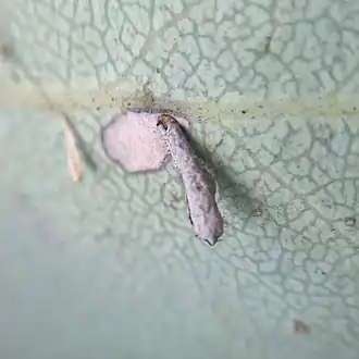 Coleophora glaucella