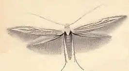 Coleophora gnaphalii