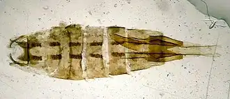 Bleke silenekokermot