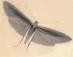 Coleophora ledi