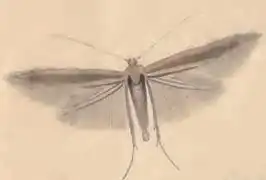 Coleophora draghiaella