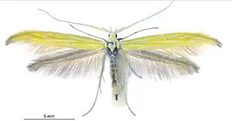 Coleophora nevadella