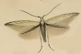 Coleophora ornatipennella