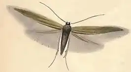 Coleophora paripennella