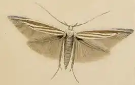 Gestreepte heidekokermot