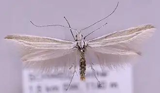 Coleophora rectilineella