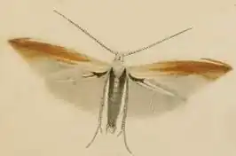 Coleophora colutella