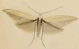 Coleophora silenella