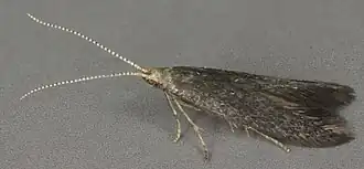 Geelkopprunuskokermot