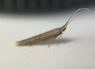 Coleophora texanella