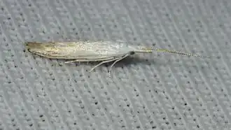Coleophora tiliaefoliella