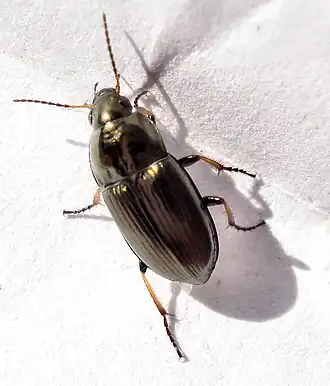 Gewone drietandglimmer