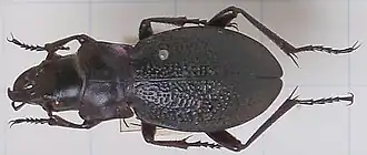 Carabus solskyi