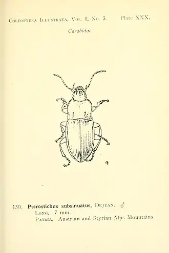 Pterostichus subsinuatus