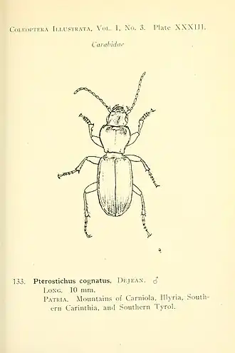 Pterostichus cognatus