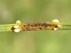 Aangetaste naald met witgekleurde aecidiën met daartussen spermogonia op grove den