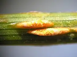 Aangetaste naald met geel gekleurde aecidiën op grove den