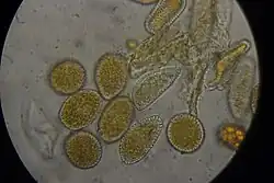 Uredosporen op klein hoefblad