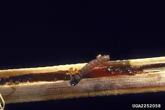 Coleotechnites moreonella