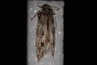 Coleotechnites starki