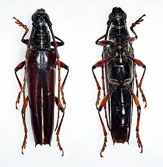 Colobothea distincta