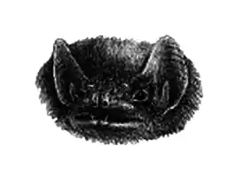 Seychellenkokerstaartvleermuis