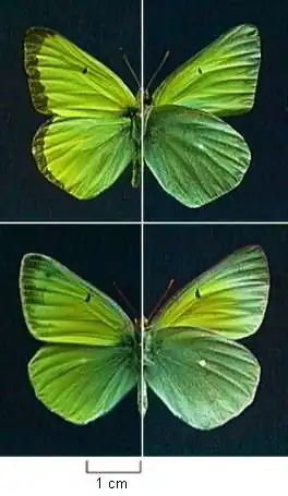 Colias alexandra