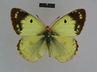 Colias alta