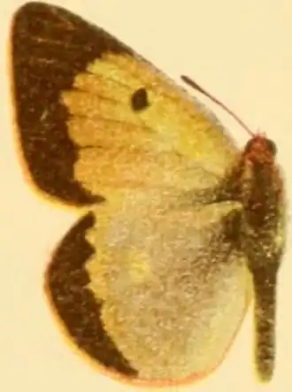 Colias chrysocoma