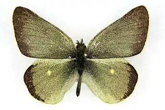 Colias behrii