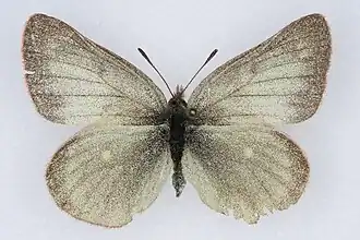 Colias behrii