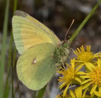 Colias canadensis
