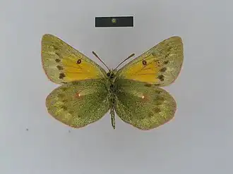 Colias dubia