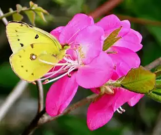 Colias poliographus