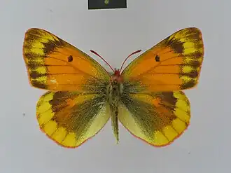 Colias felderi