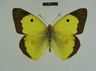 Colias fieldii