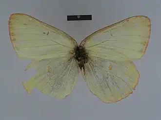 Colias gigantea