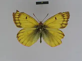 Colias ladakensis