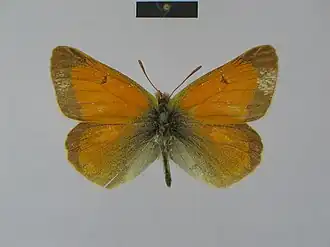 Colias leechi